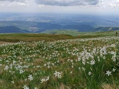 Narcisi al Pian delle Nere